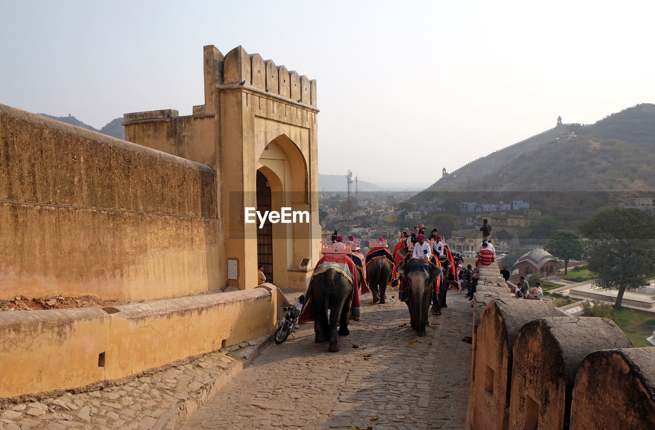 Decorated elephants carrying tourists at amber fort in jaipur, rajasthan, india