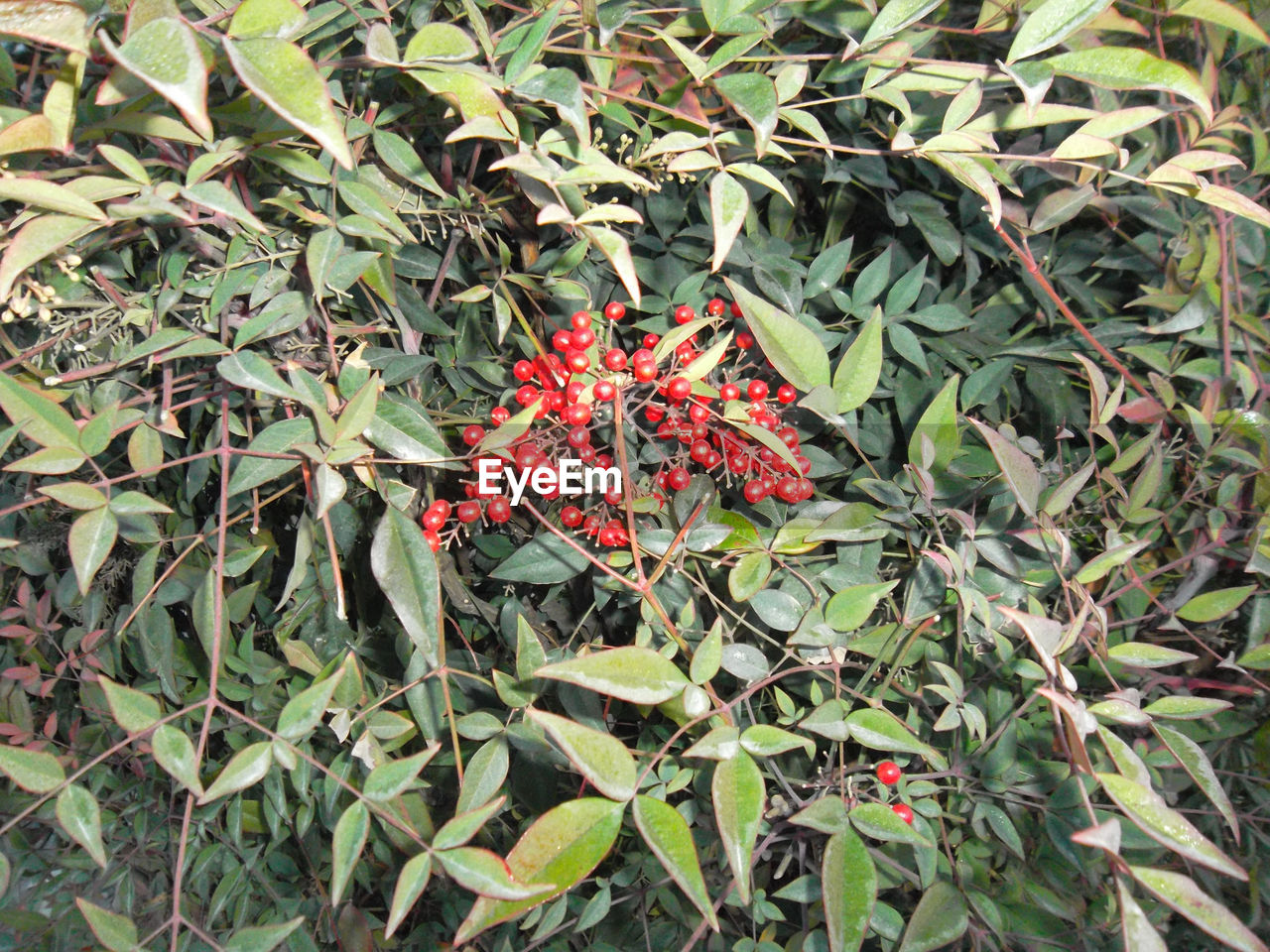 CLOSE-UP OF RED LEAVES