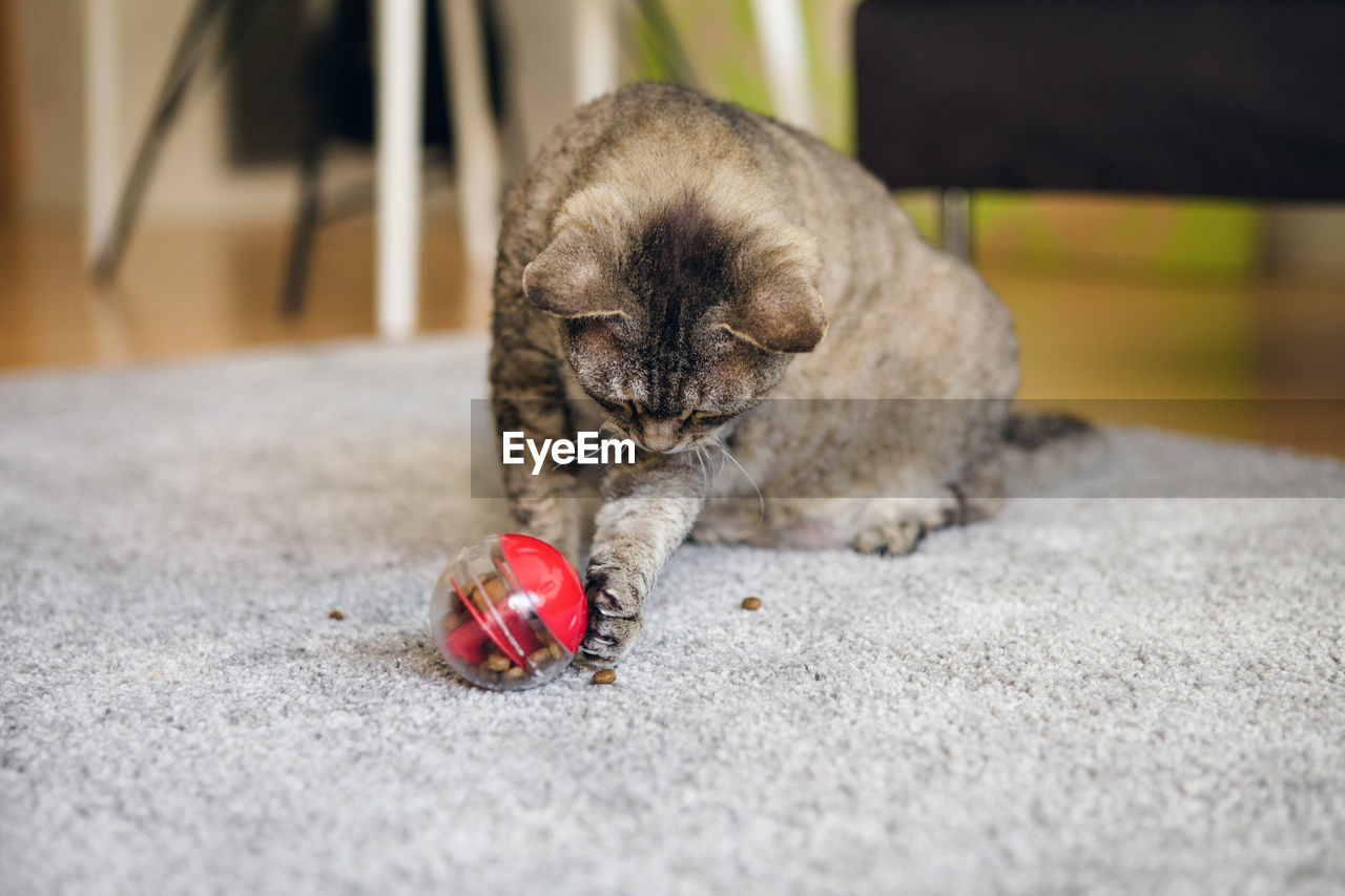 Cat playing with special ball dispenser with kibble inside that slowly drops out when cat pushes it. 