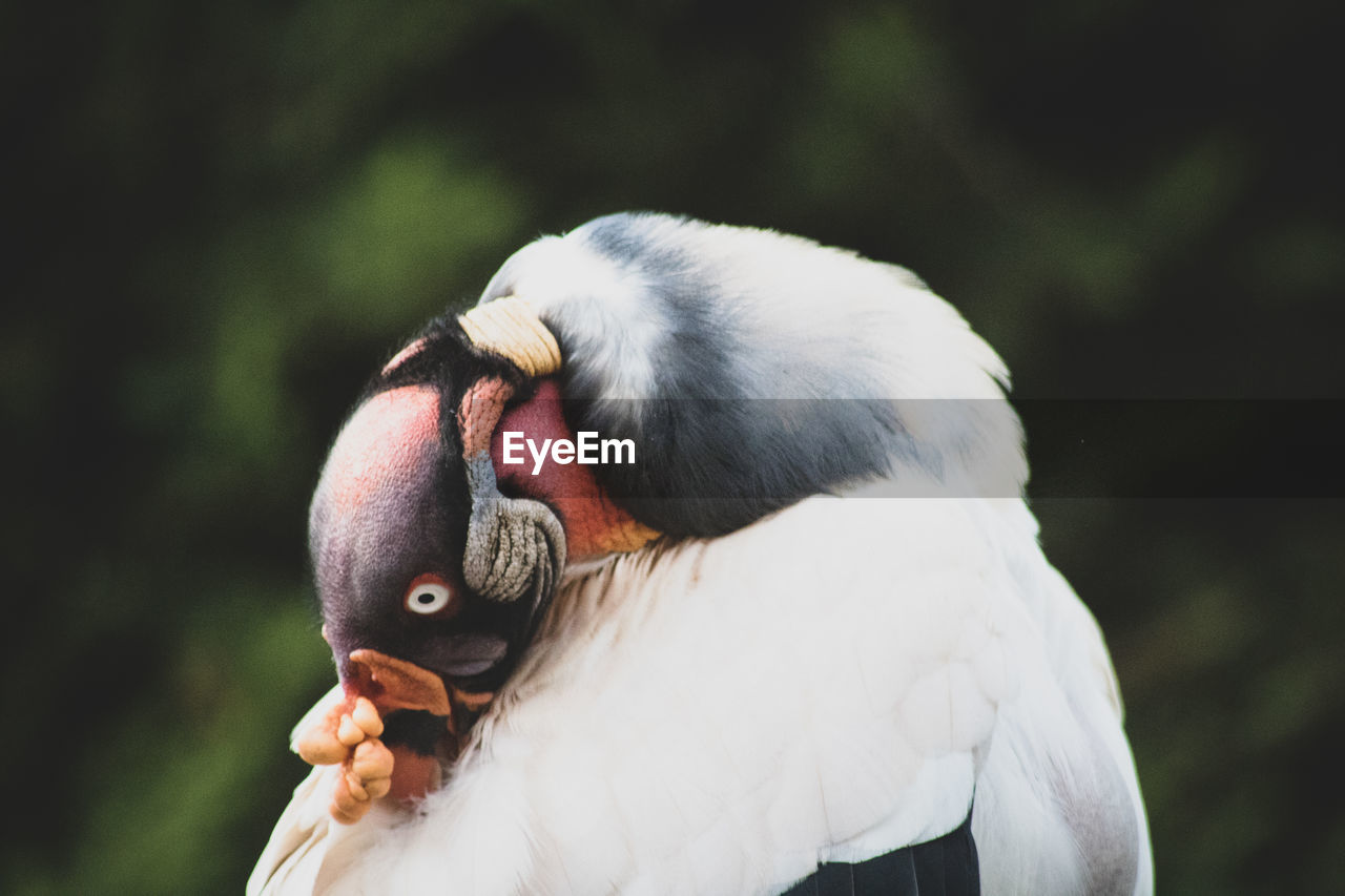 Close-up of a bird