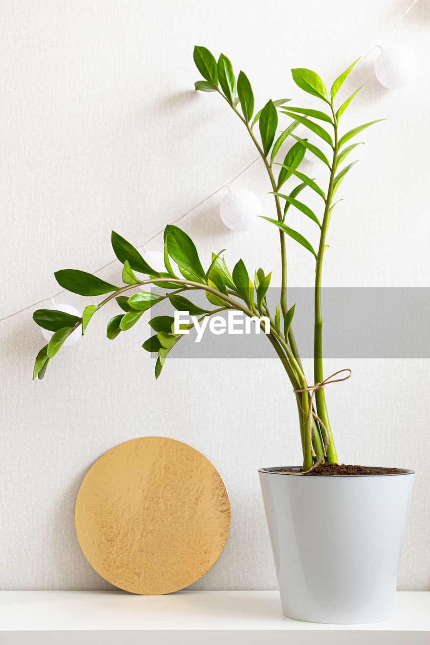 Houseplant zamioculcas in white plastic pot and golden disk on white background