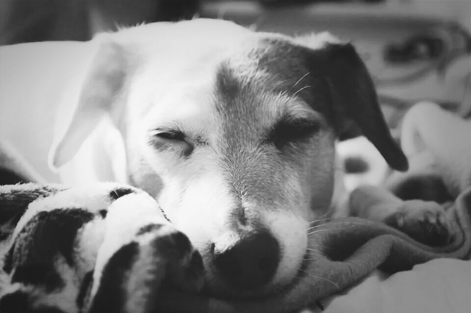 Close-up of dog resting on bed