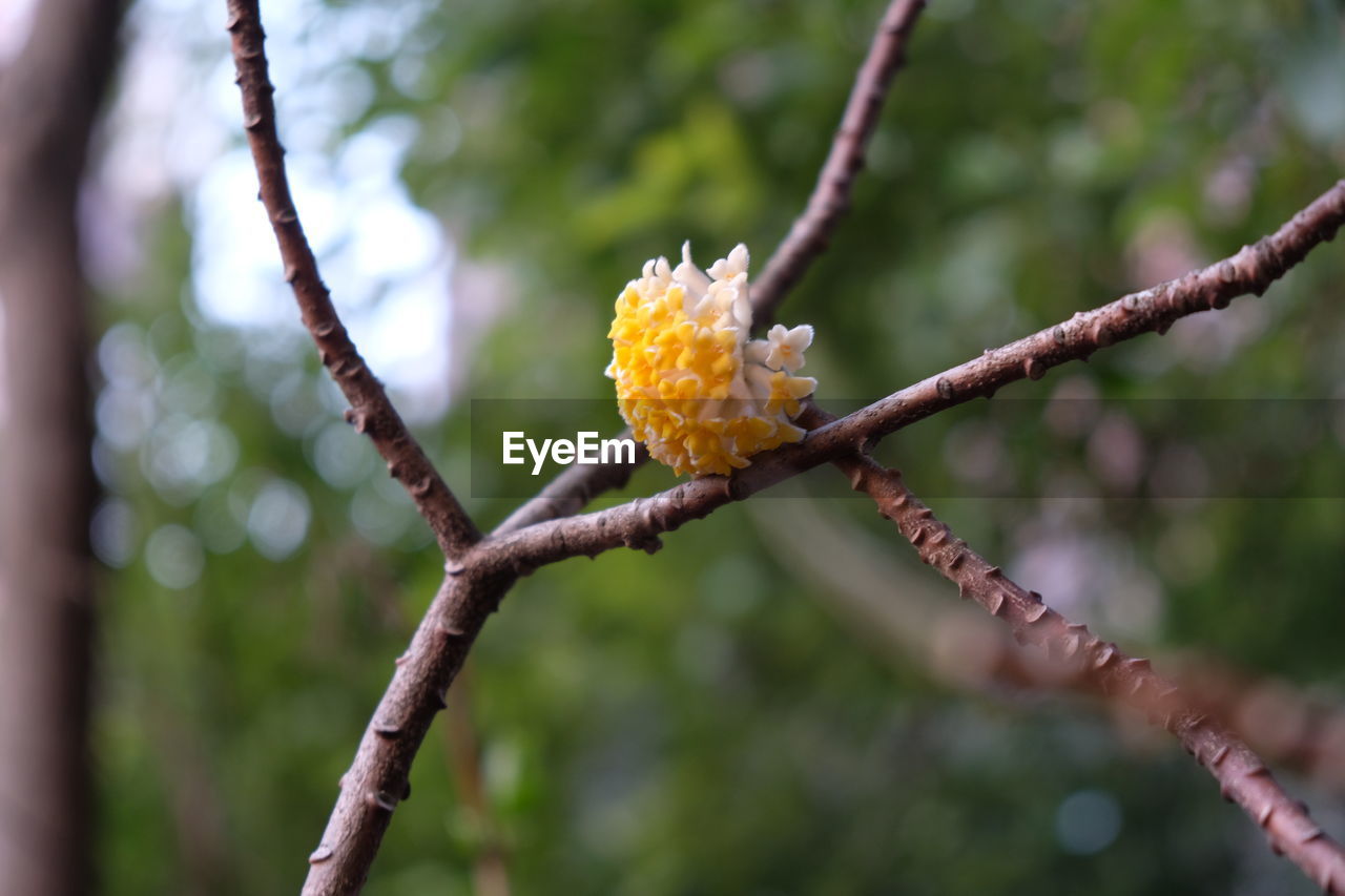 Close-up of flower tree