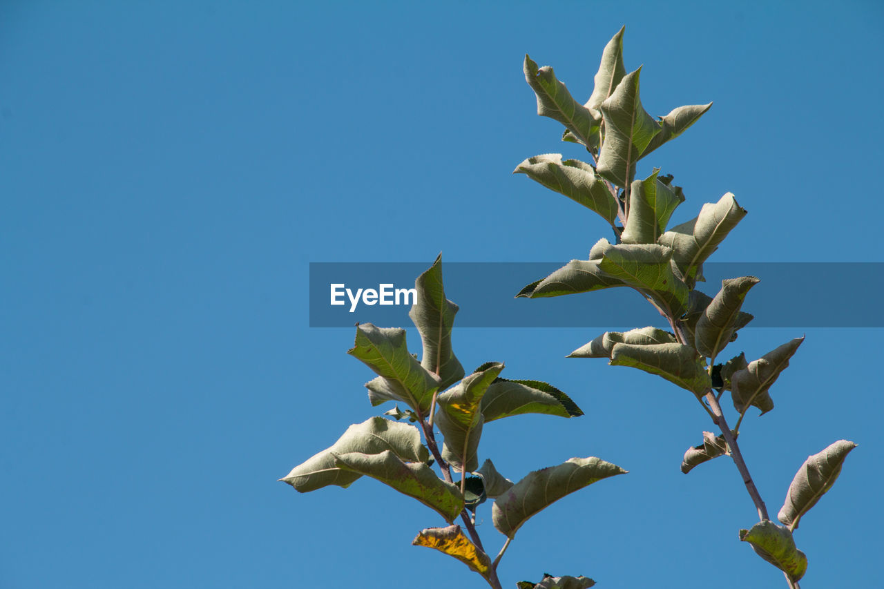 LOW ANGLE VIEW OF BIRD FLYING AGAINST CLEAR SKY