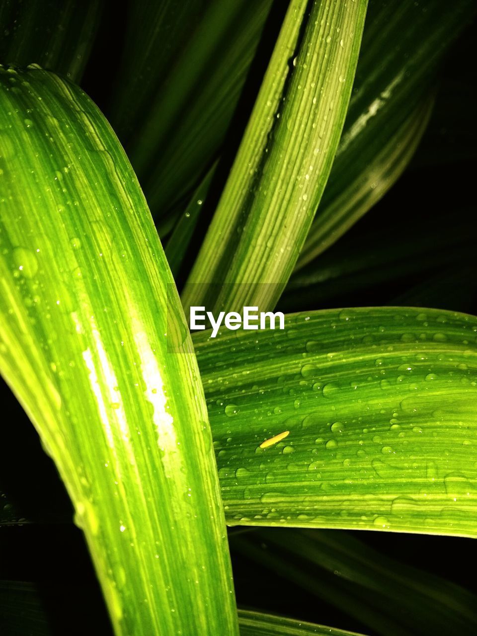 CLOSE-UP OF GREEN LEAVES ON GRASS