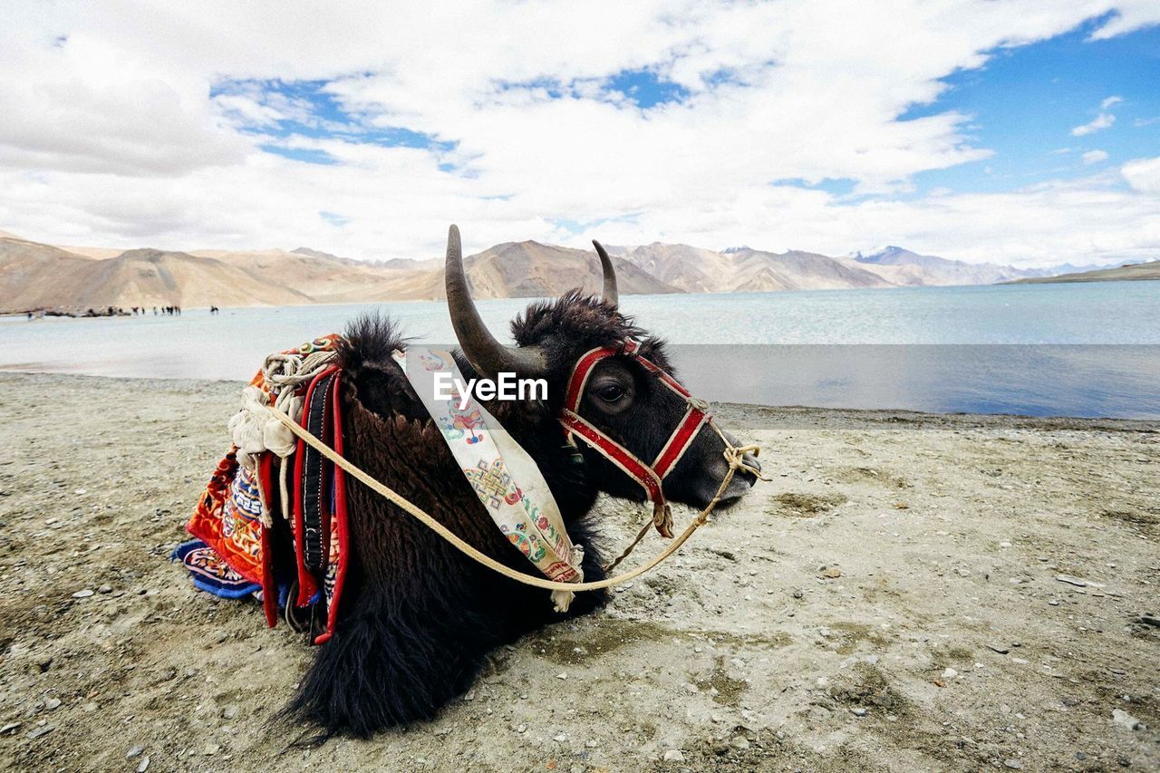 HORSE CART ON SAND