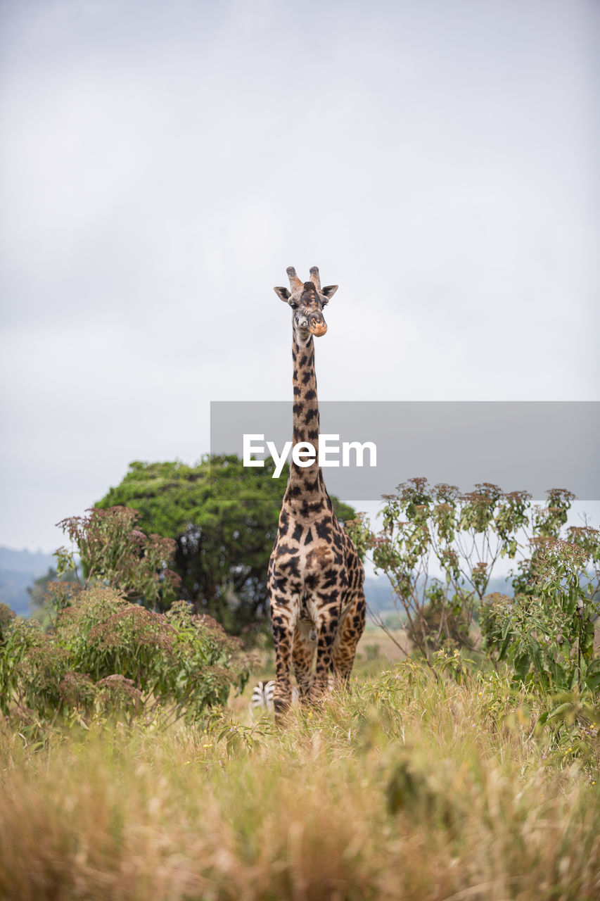 Giraffe standing on land against sky