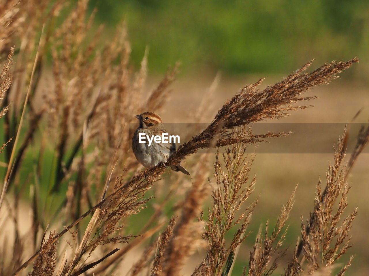 CLOSE-UP OF BIRD PERCHING ON A PLANT