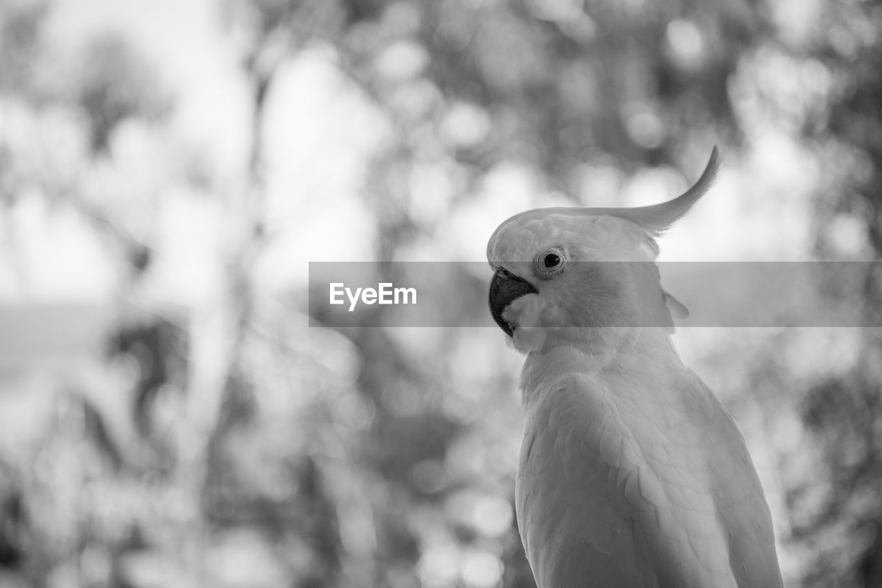 CLOSE-UP OF OWL