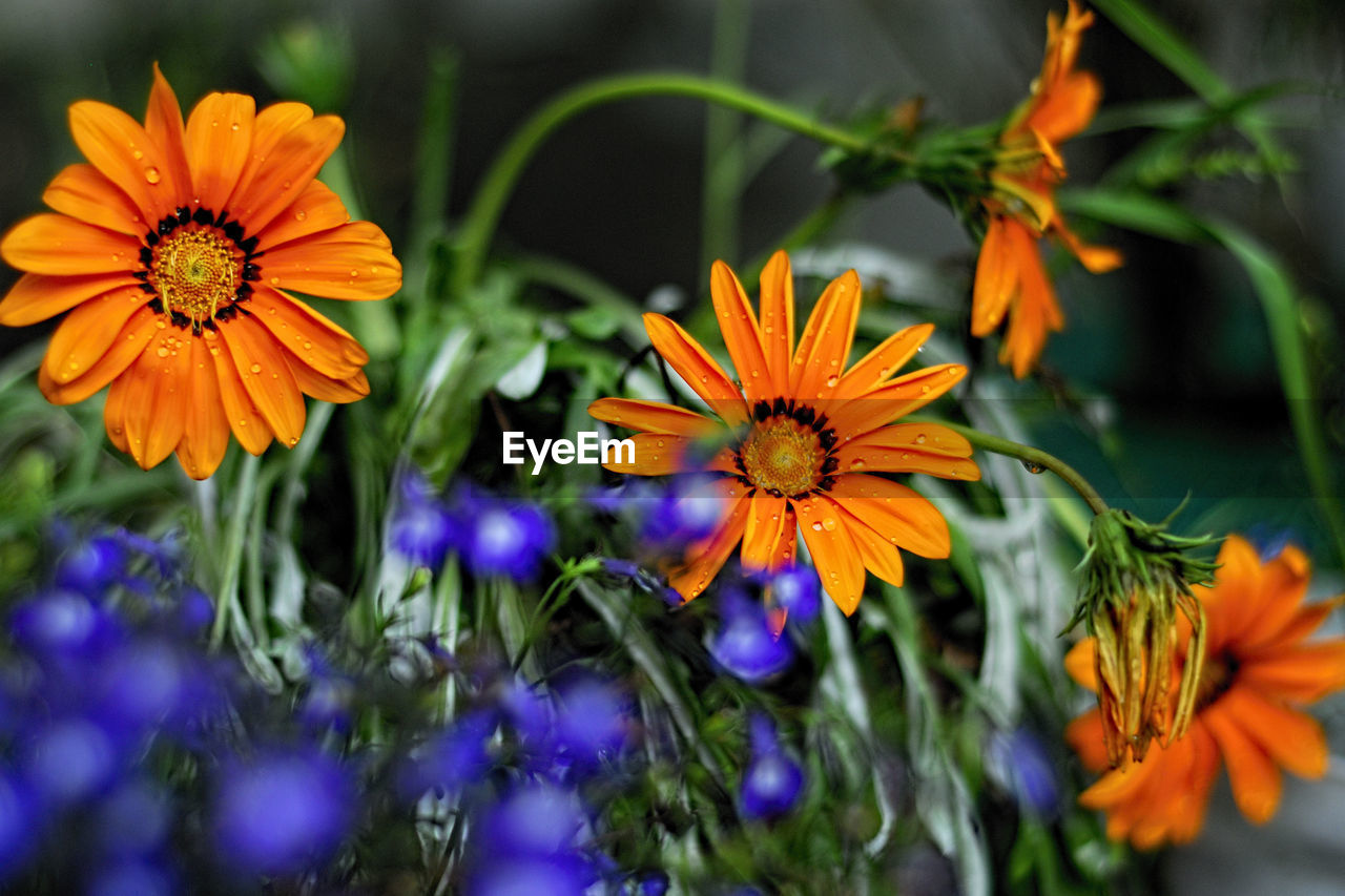 Close-up of orange flowers blooming outdoors