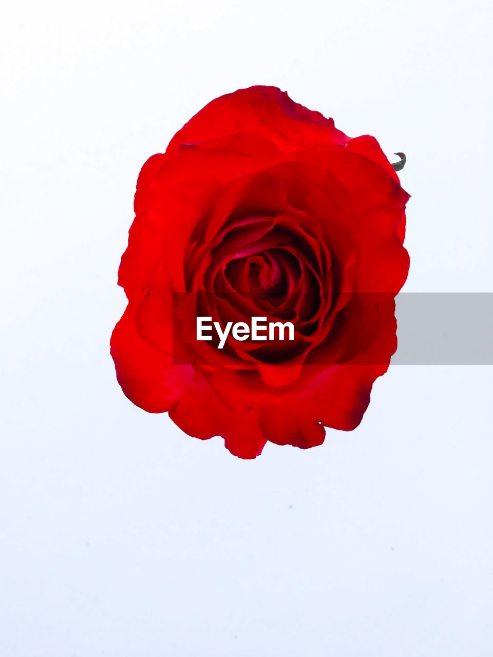 RED ROSE AGAINST WHITE BACKGROUND