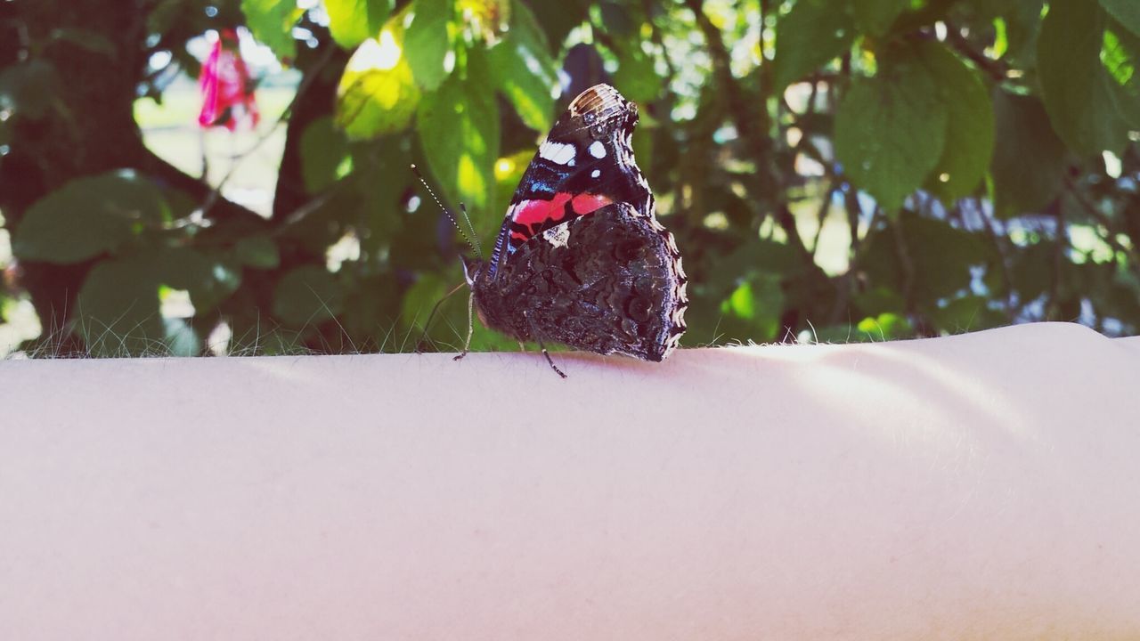 Close-up of butterfly on hand