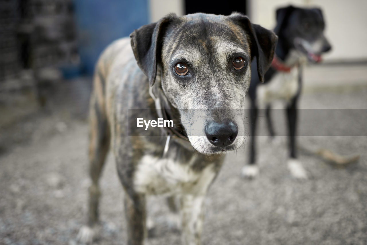 CLOSE-UP PORTRAIT OF DOG LOOKING AT CAMERA