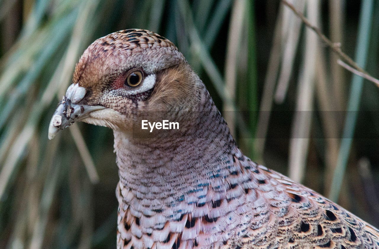 CLOSE-UP OF EAGLE OUTDOORS