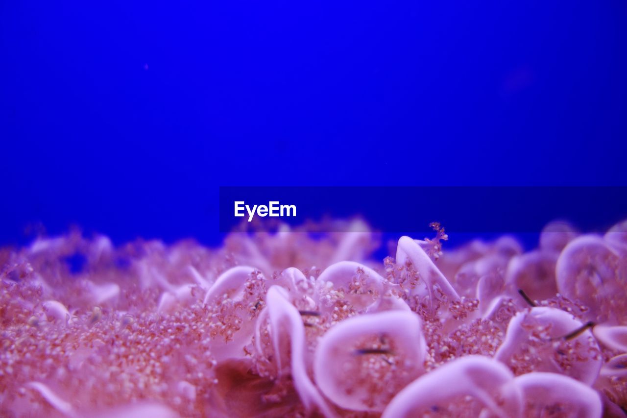 Close-up of jellyfish in sea