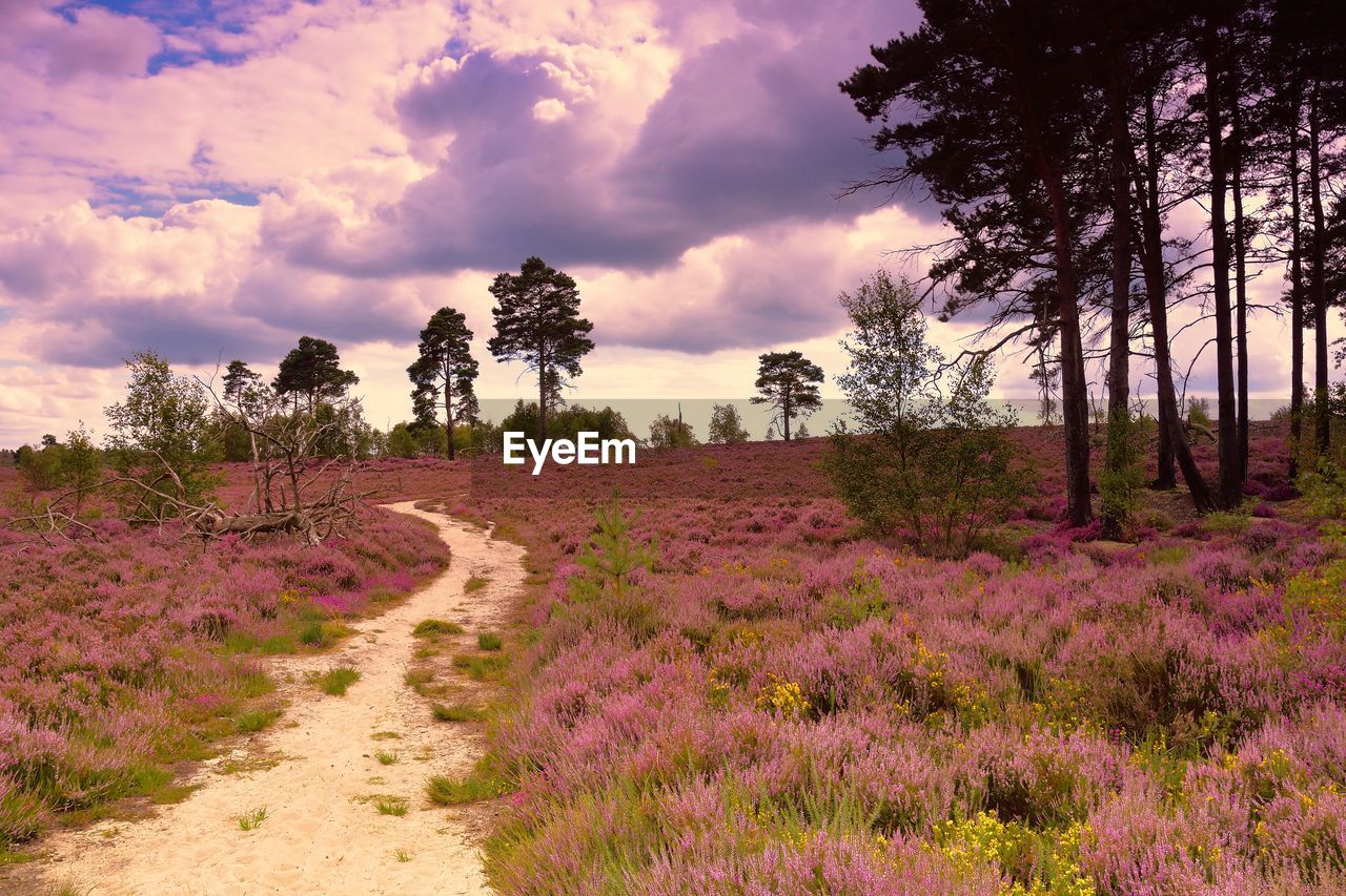 FOOTPATH PASSING THROUGH FOREST