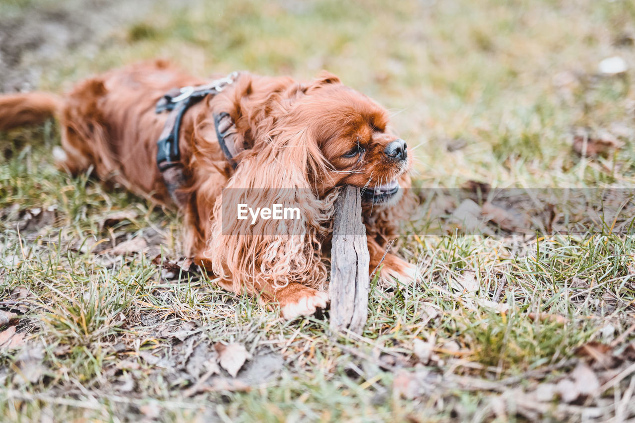 CLOSE-UP OF A DOG IN FIELD