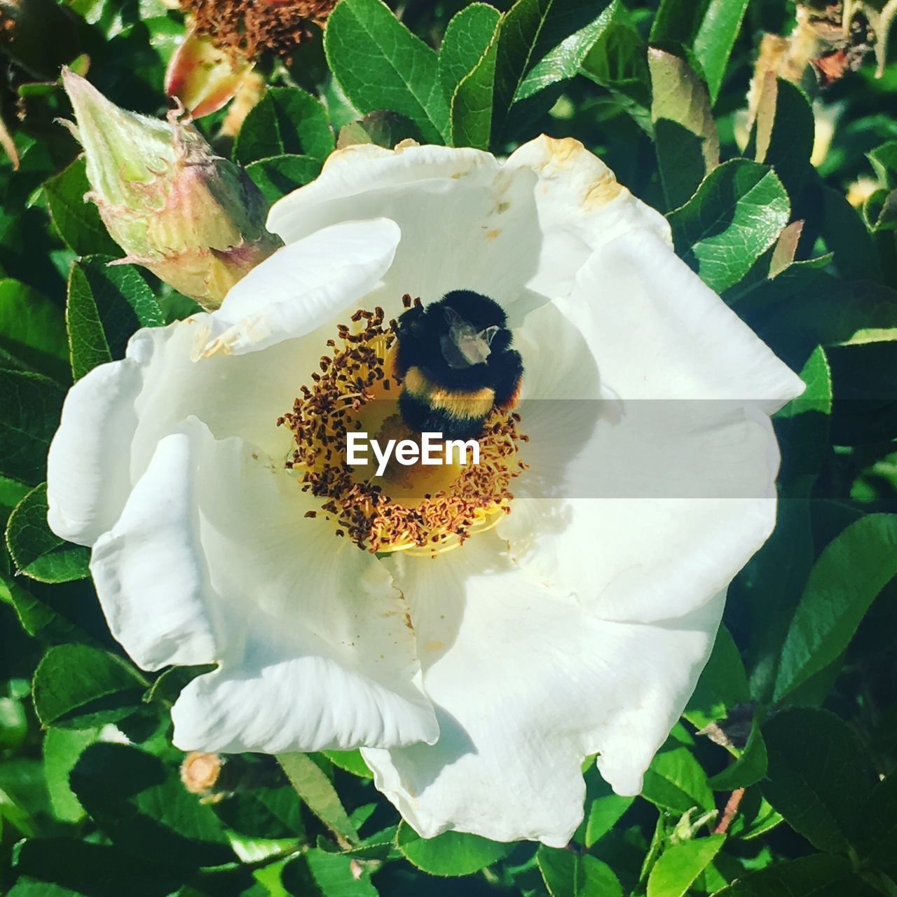 CLOSE-UP OF BEE ON WHITE FLOWER BLOOMING OUTDOORS