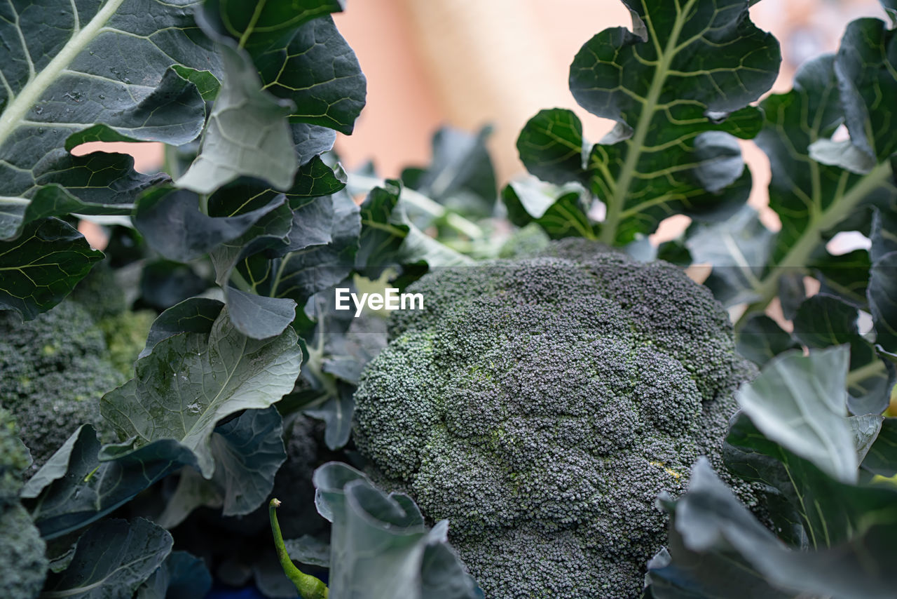 Close-up of fresh broccoli at farm