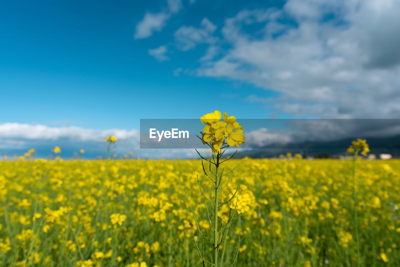 YELLOW FLOWERING PLANTS GROWING IN FIELD