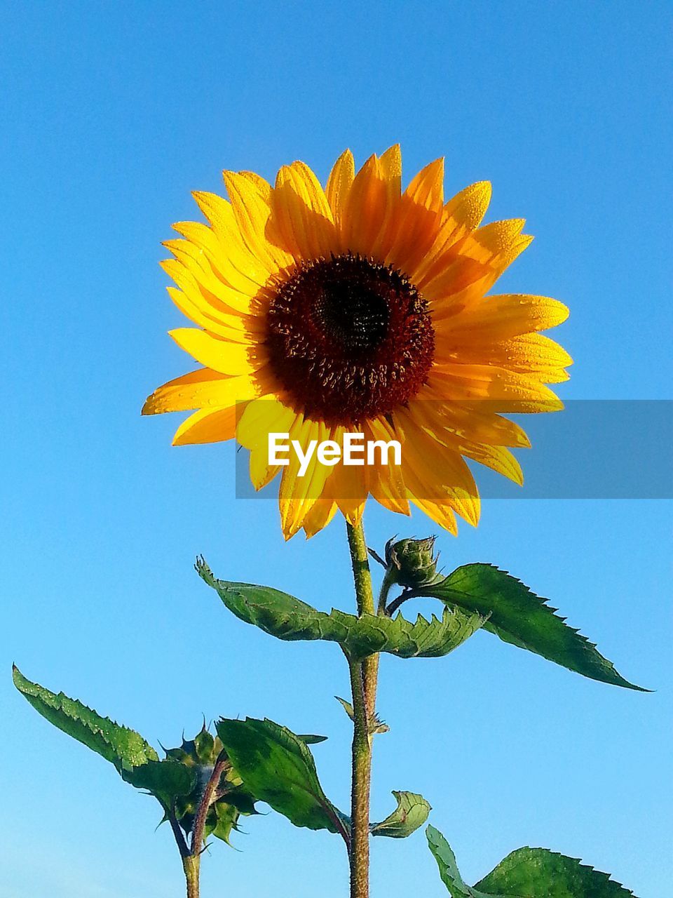 Low angle view of sunflower against blue sky