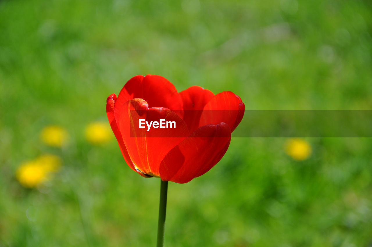 plant, flower, flowering plant, beauty in nature, freshness, red, petal, fragility, flower head, nature, inflorescence, close-up, poppy, tulip, focus on foreground, field, growth, no people, springtime, outdoors, green, meadow, macro photography, day, plant stem, emotion, positive emotion, land, grass, love, yellow, vibrant color, environment, selective focus