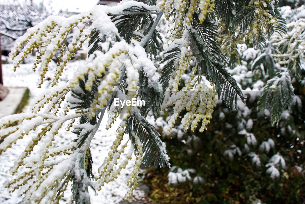 Close-up of frozen tree during winter