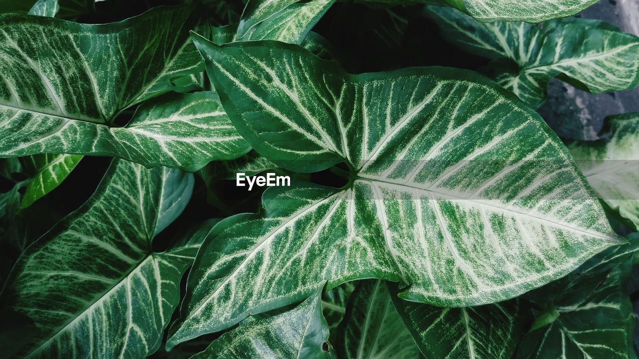 HIGH ANGLE VIEW OF GREEN LEAVES