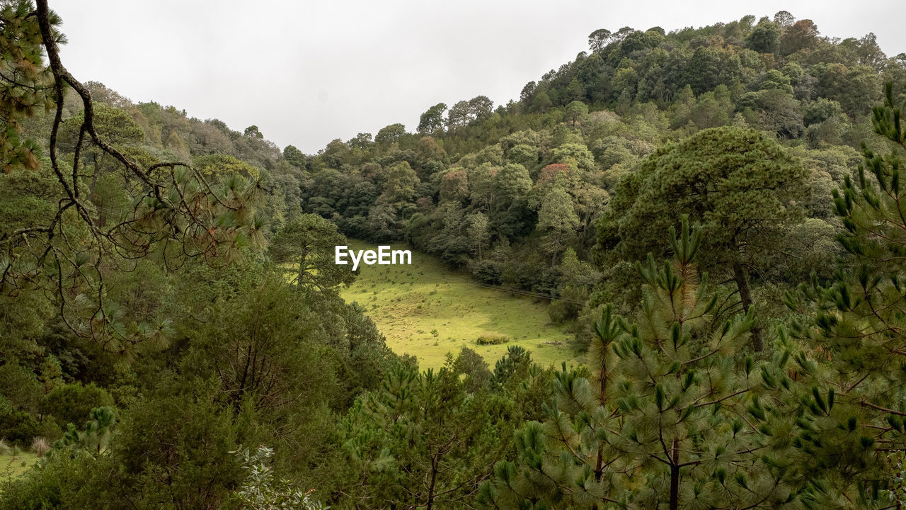 Clearing in the woods near the beautiful town of san joaquin queretaro mexico on a cloudy day.