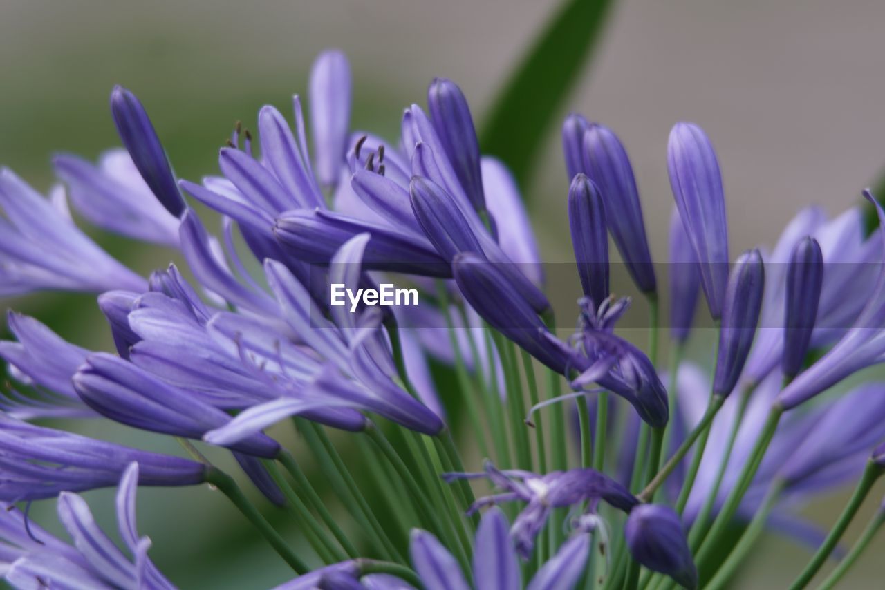 Close-up of purple flowers blooming outdoors