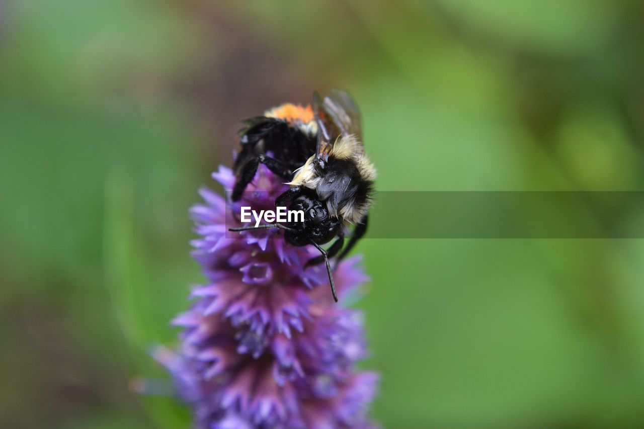 Close-up of bee pollinating on flower