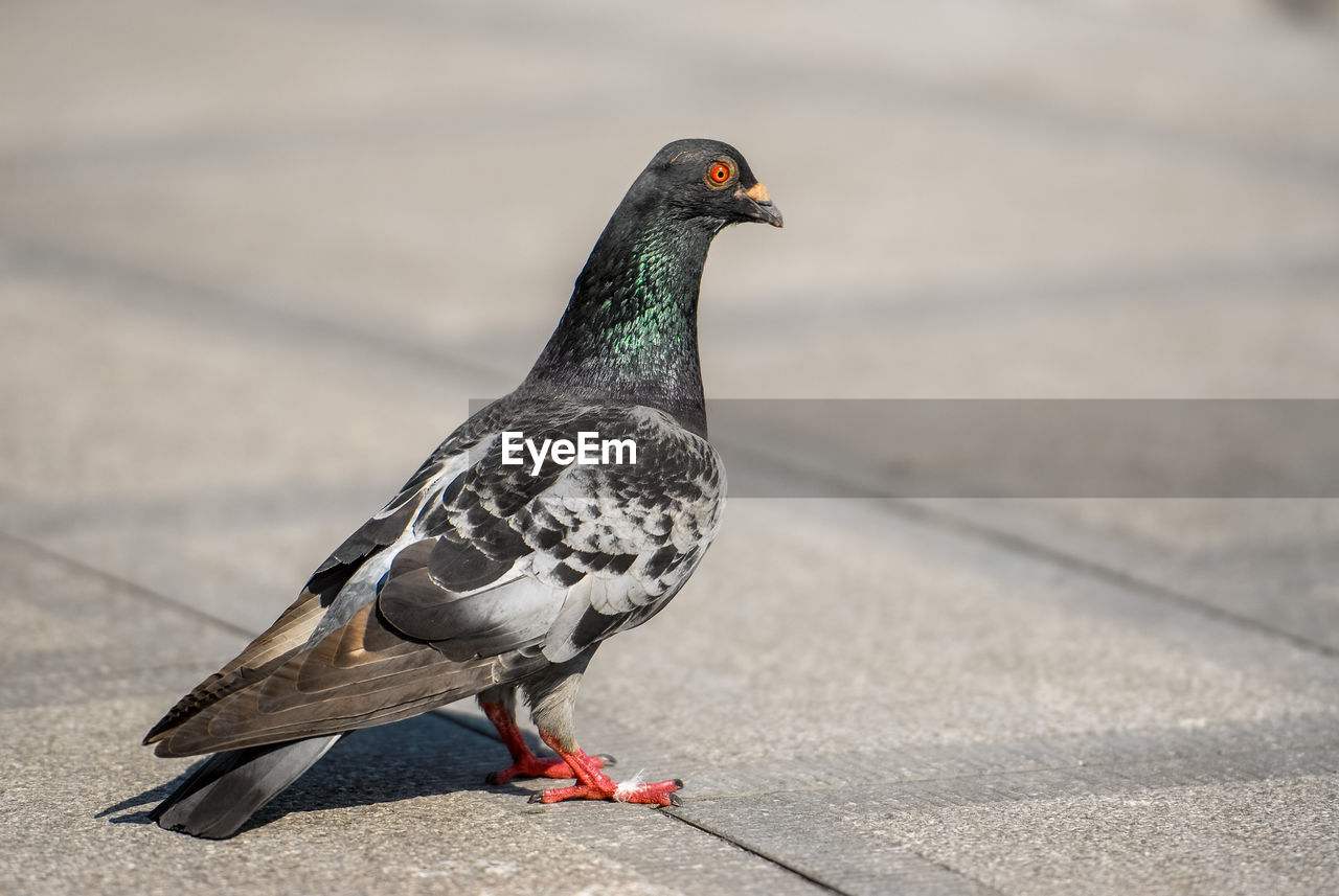 CLOSE-UP OF PIGEON PERCHING ON WALL