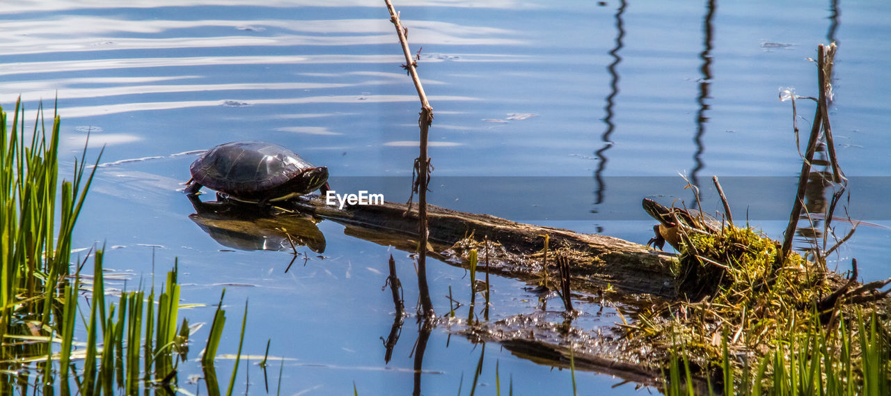 HIGH ANGLE VIEW OF A TURTLE IN LAKE