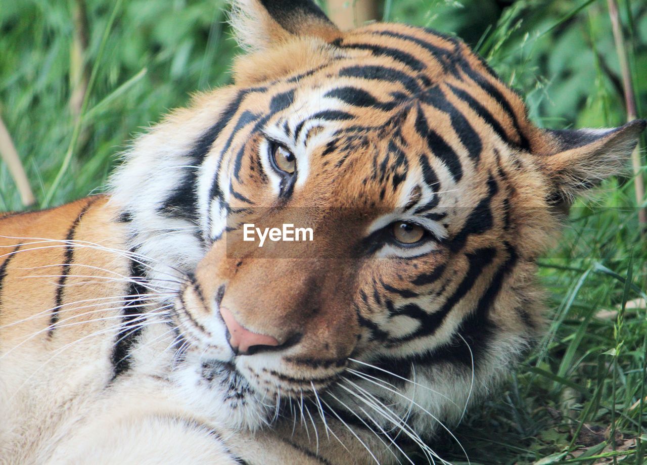 Close-up portrait of tiger