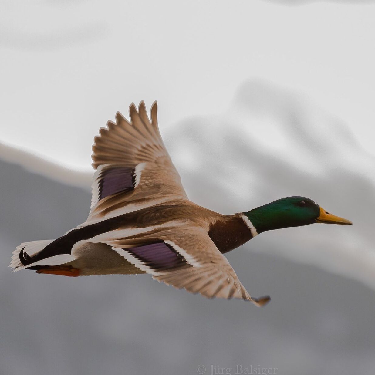 Close-up of male mallard duck flying in mid-air