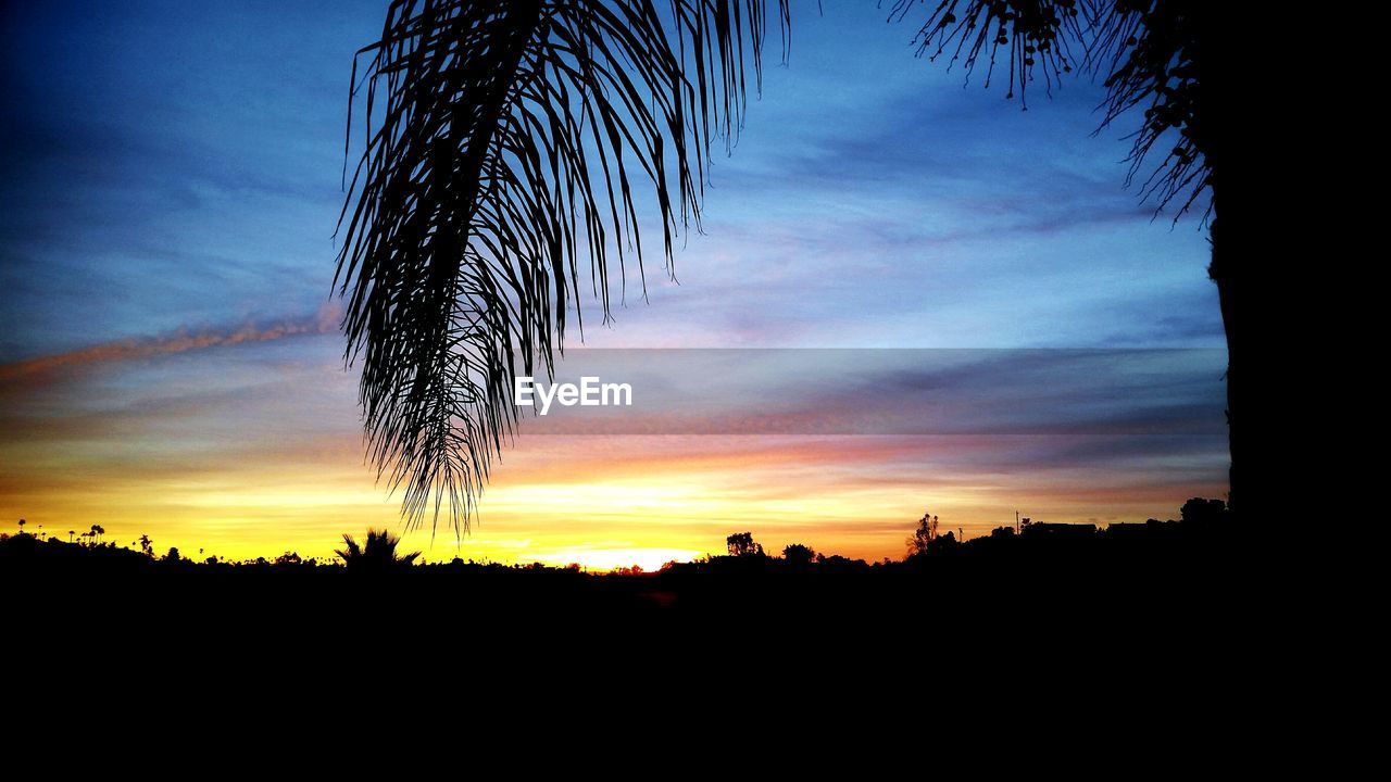 SILHOUETTE OF TREES AT SUNSET