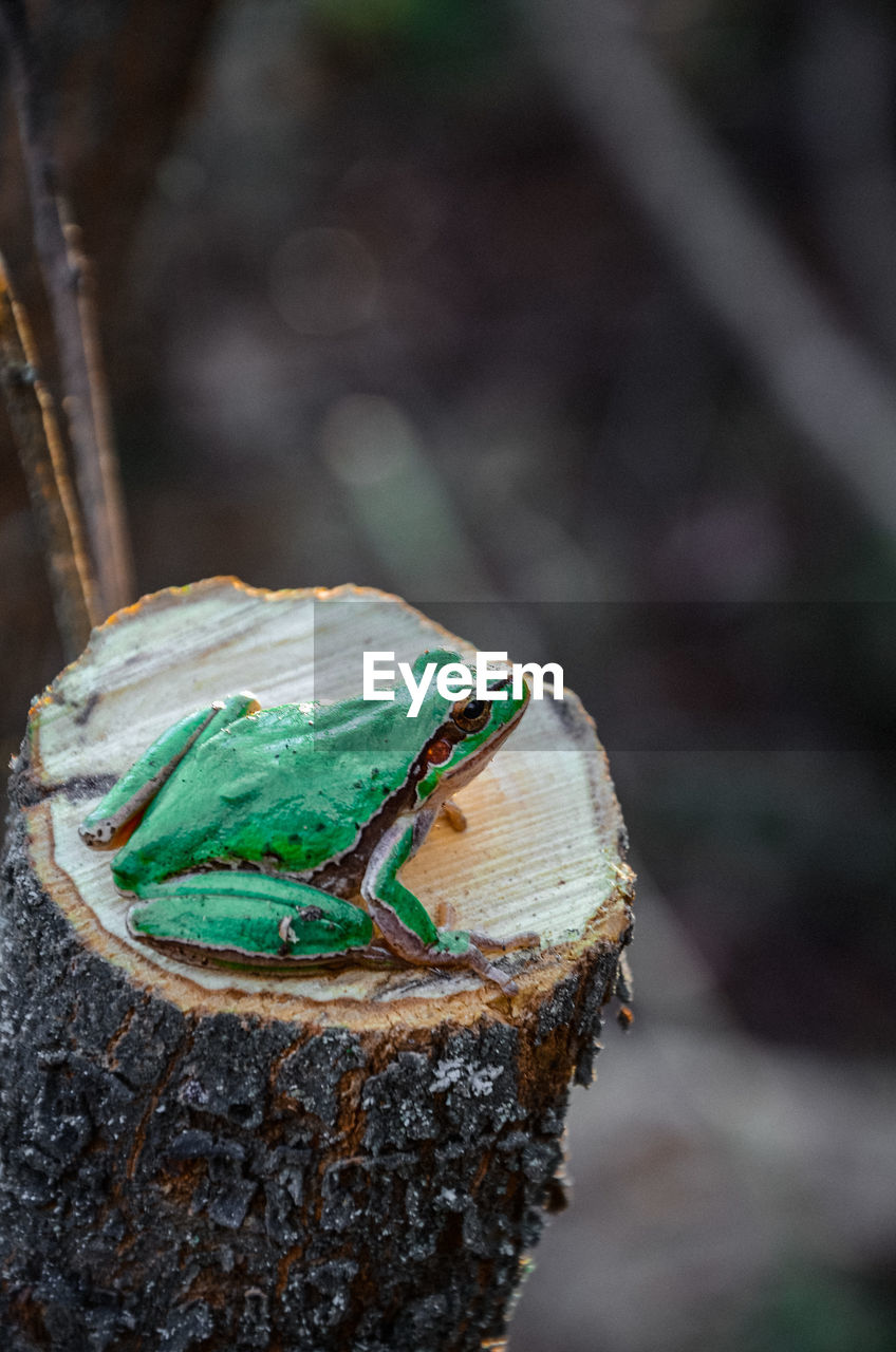 Close-up of frog on rock