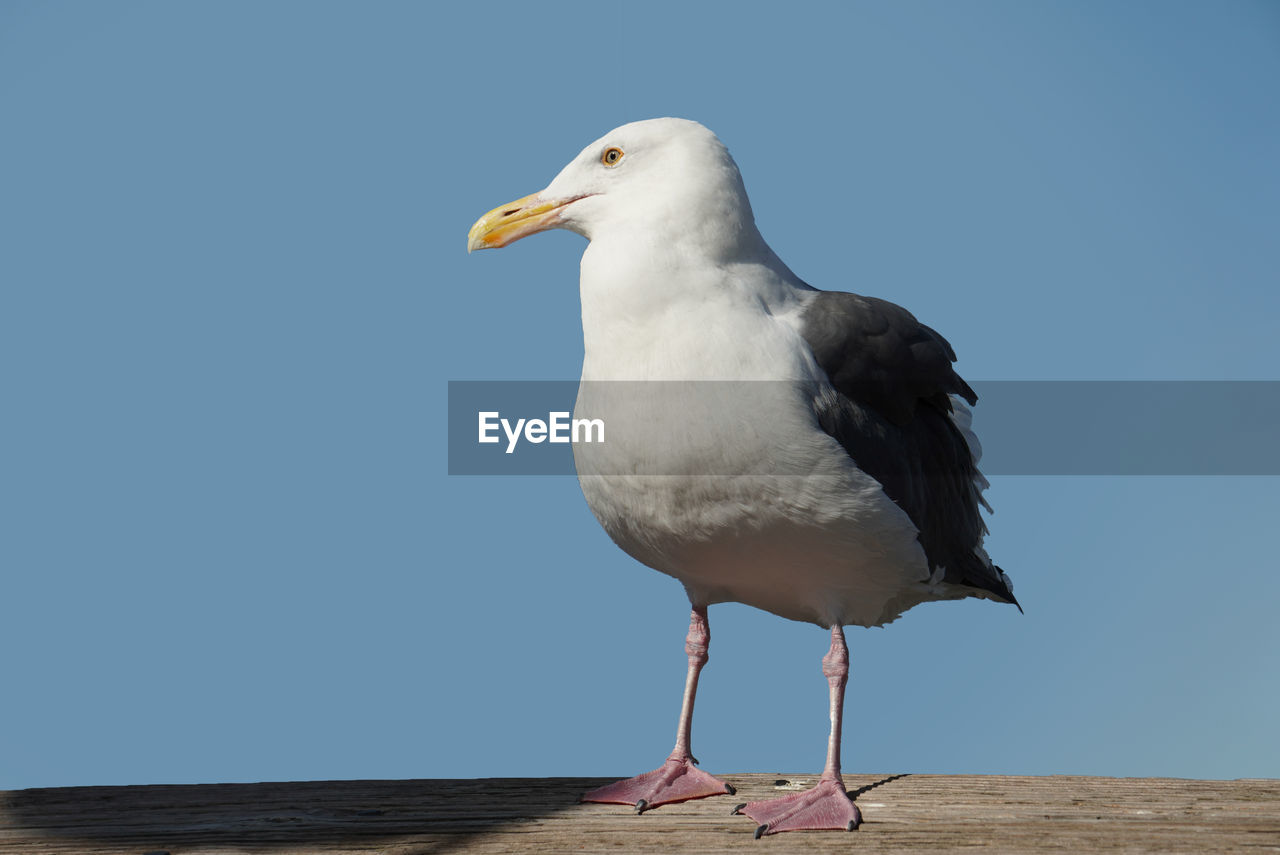 Seagull perching on wood against clear sky