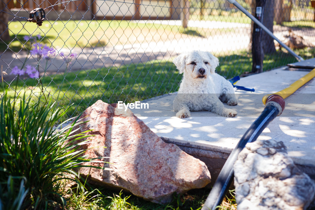 DOG SITTING ON A FENCE