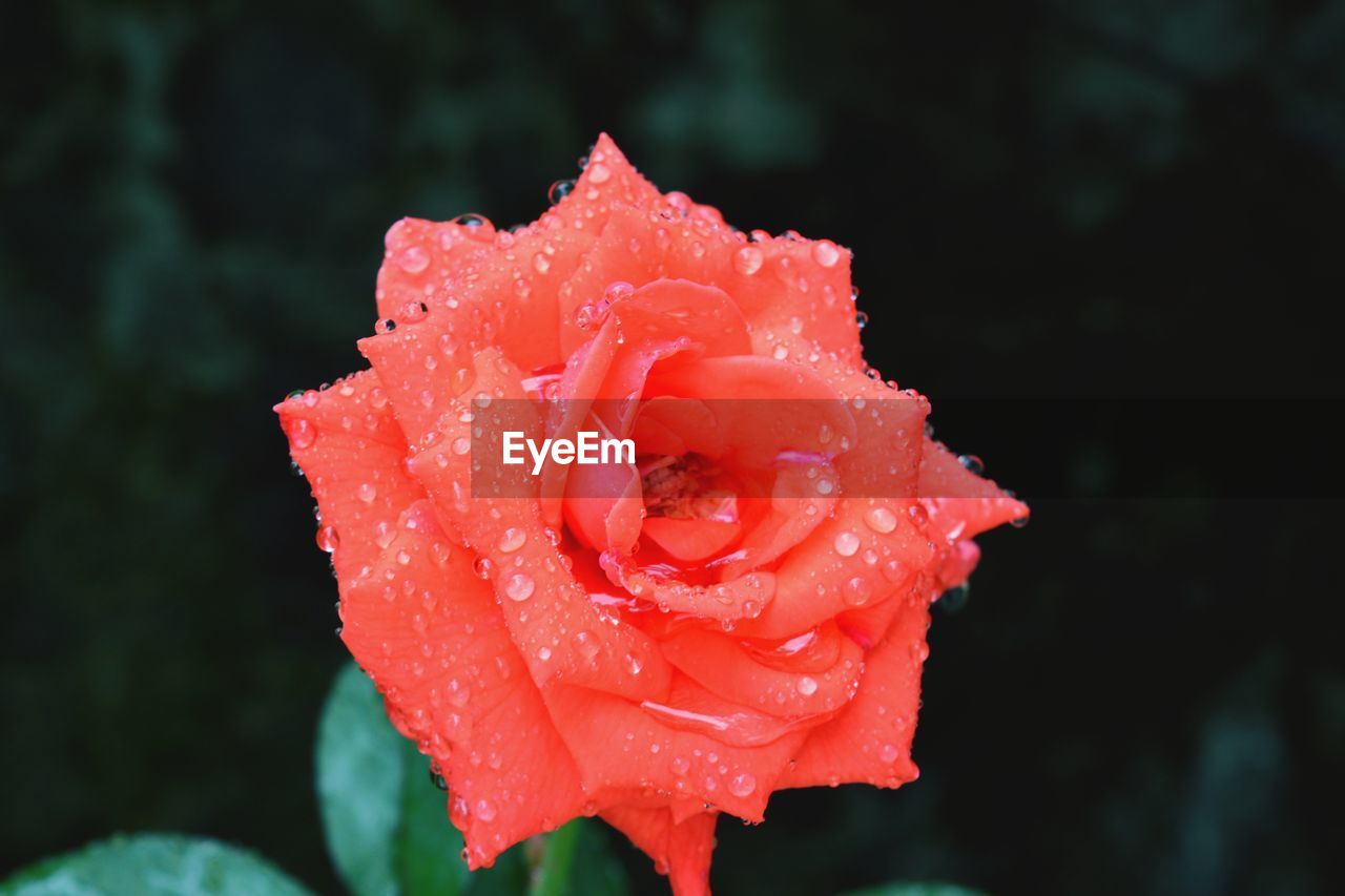 Close-up of wet rose
