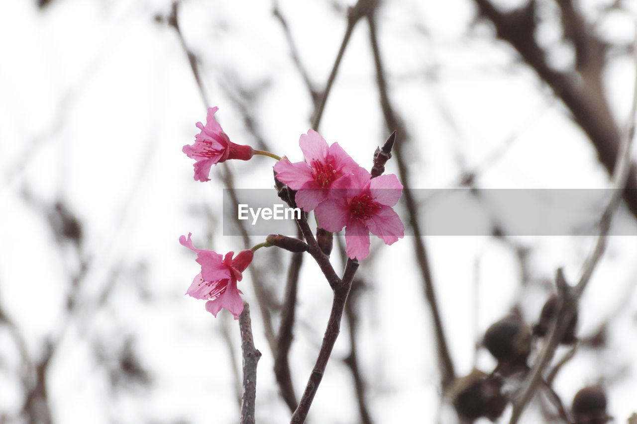 CLOSE-UP OF PINK CHERRY BLOSSOM ON TREE