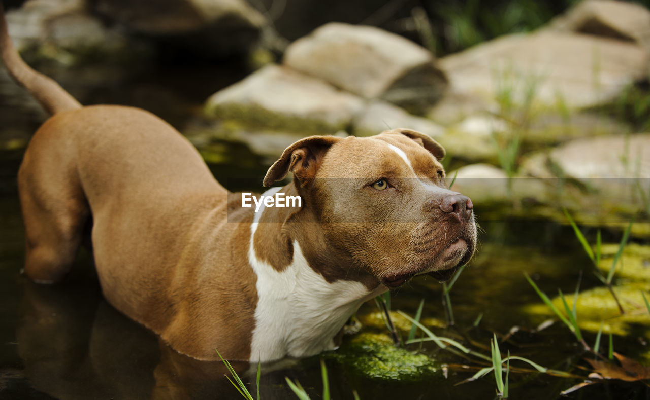 Close-up of dog standing in pond