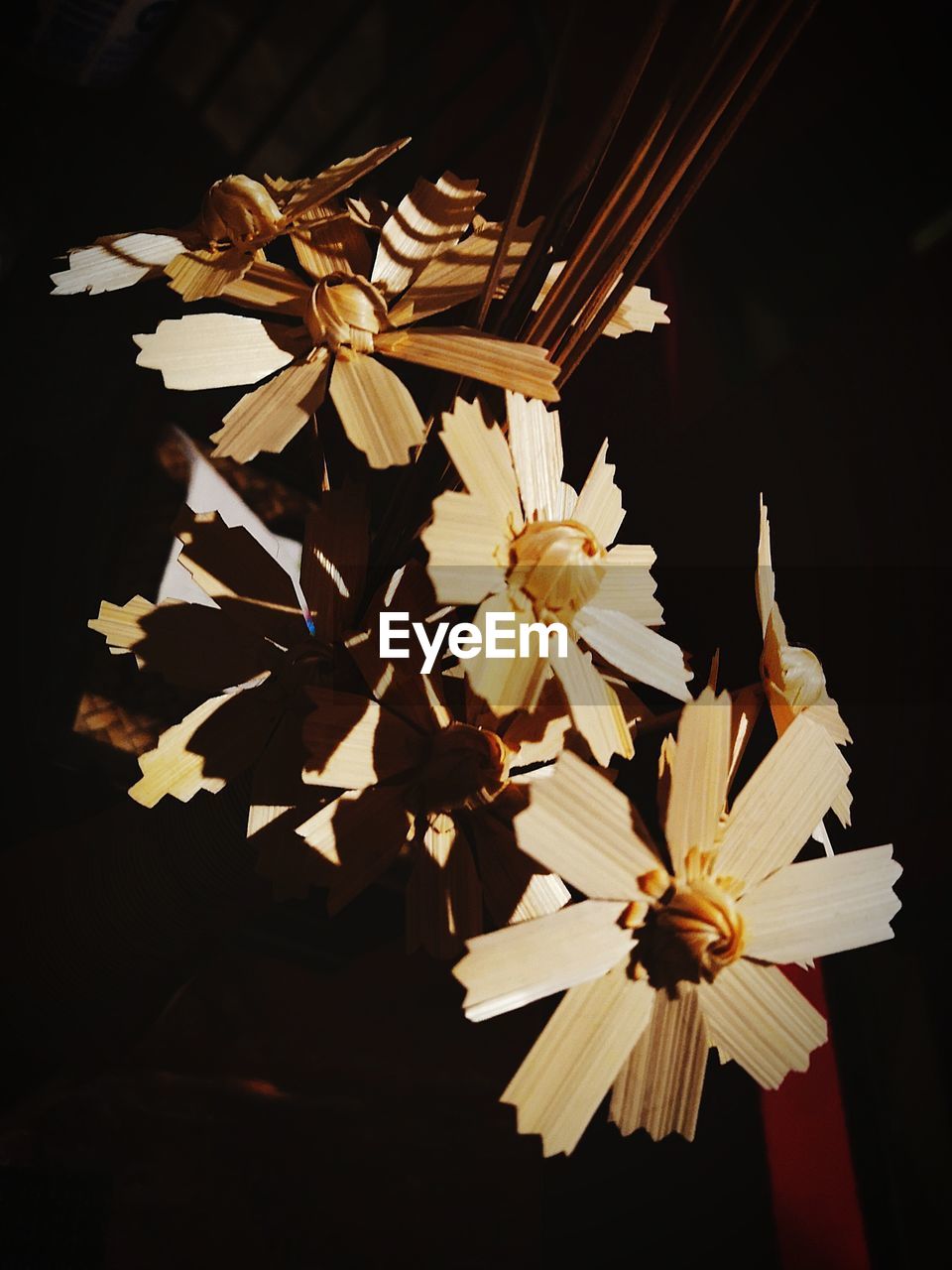 CLOSE-UP OF WHITE FLOWER