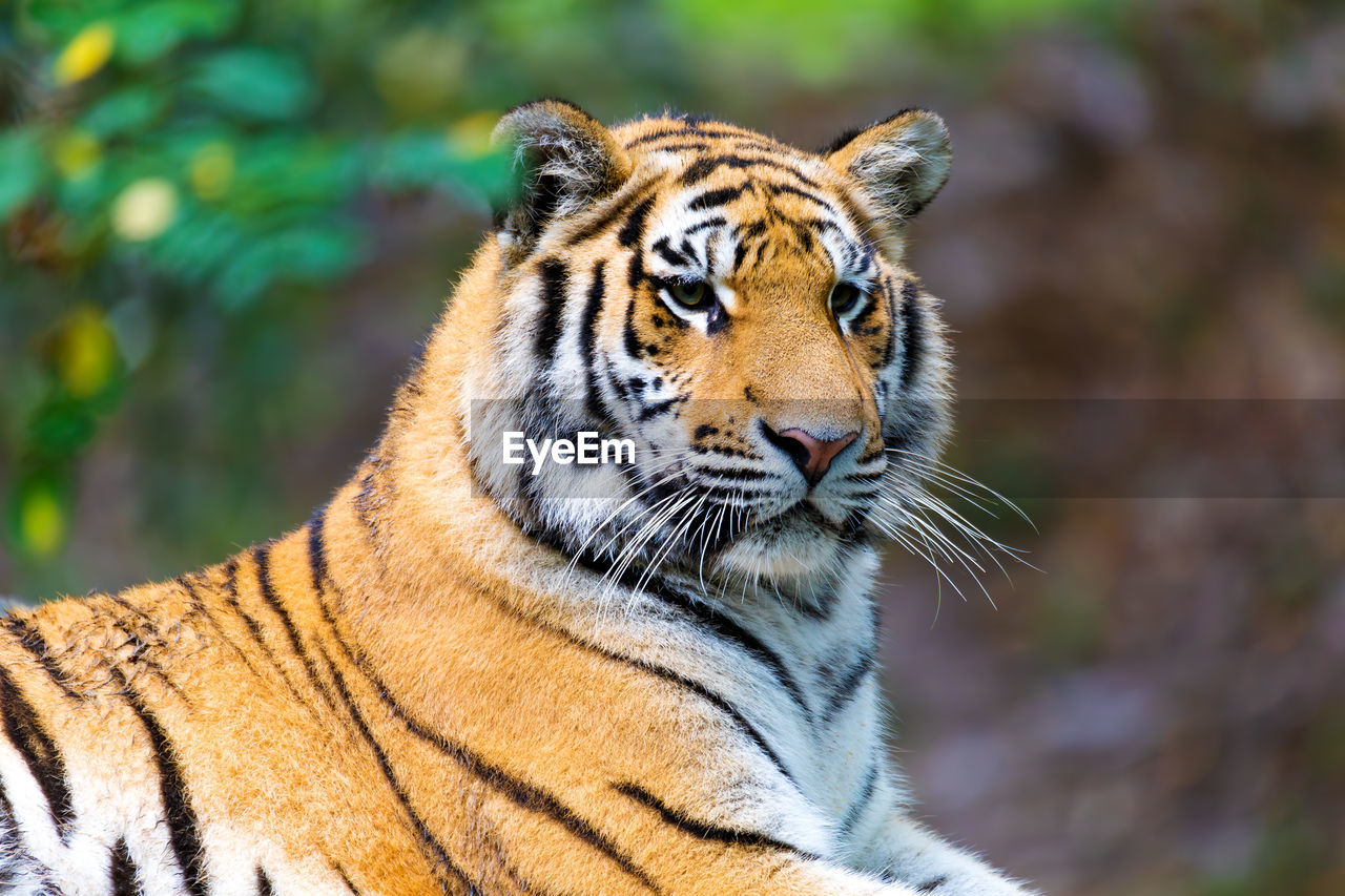 close-up of tiger in zoo