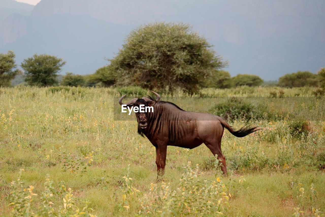 HORSE STANDING ON FIELD