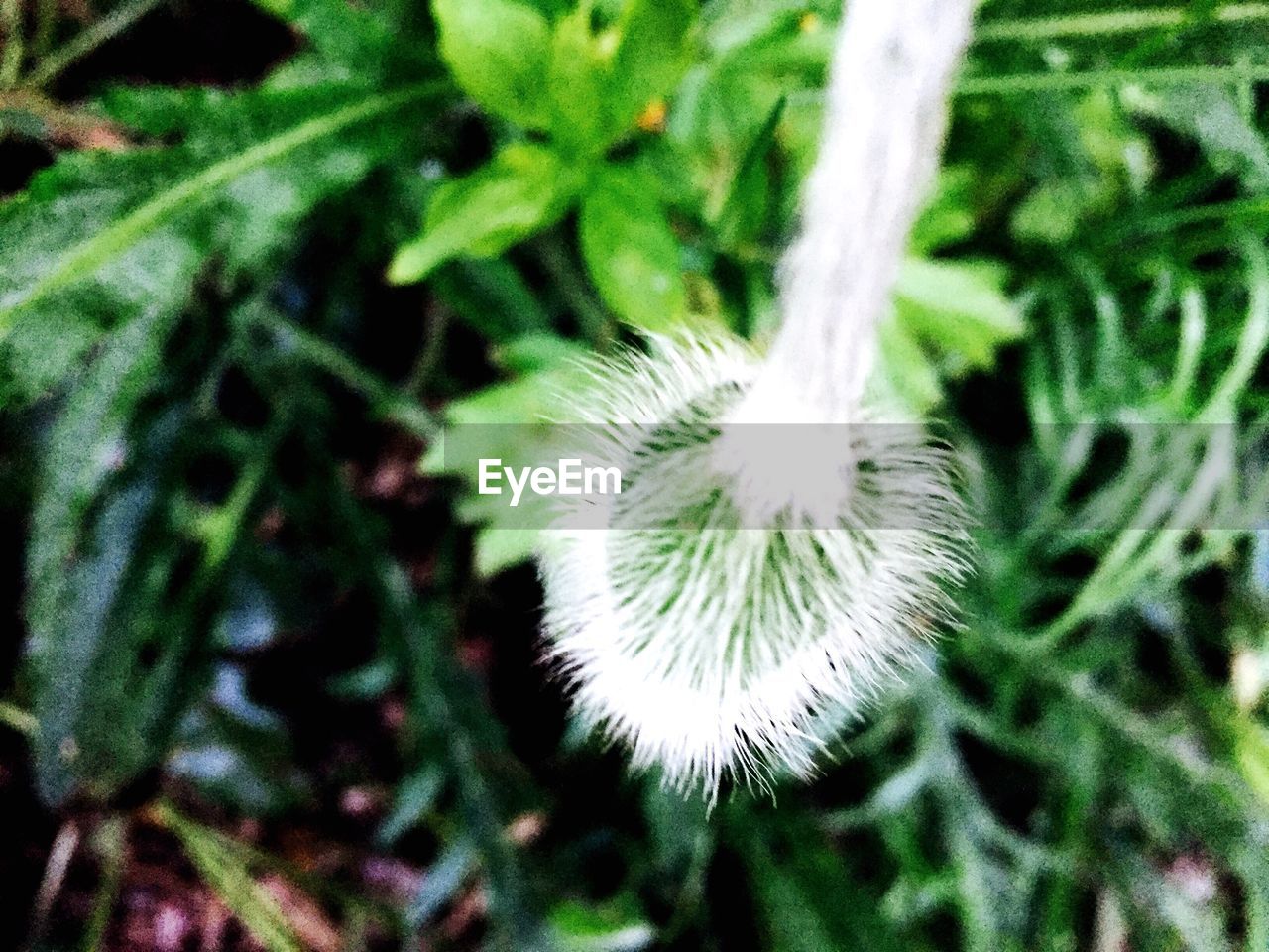 CLOSE-UP OF DANDELION