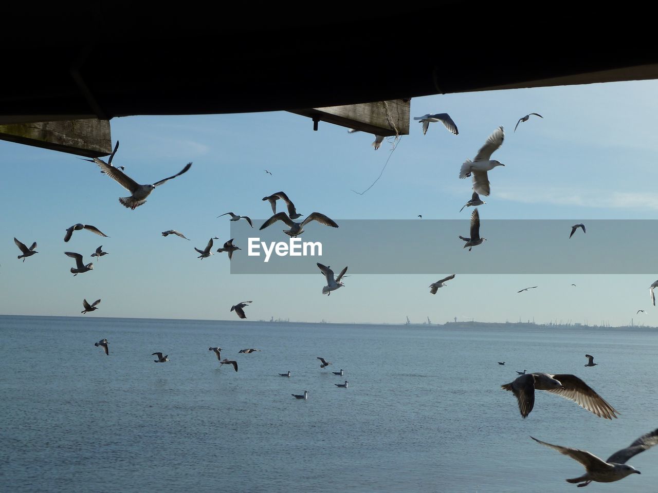 BIRDS FLYING OVER SEA