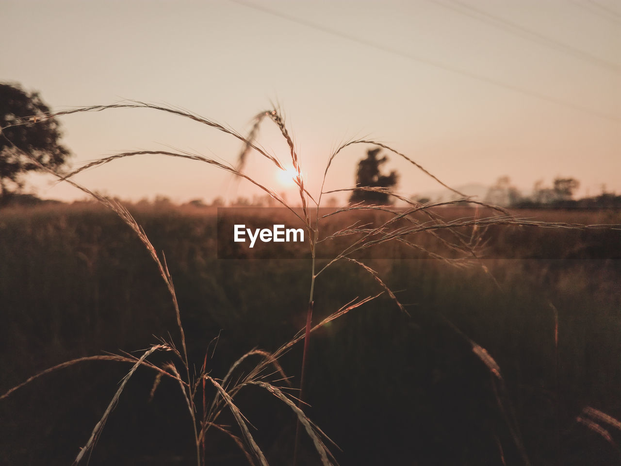 Close-up of silhouette plants on field against sky during sunset