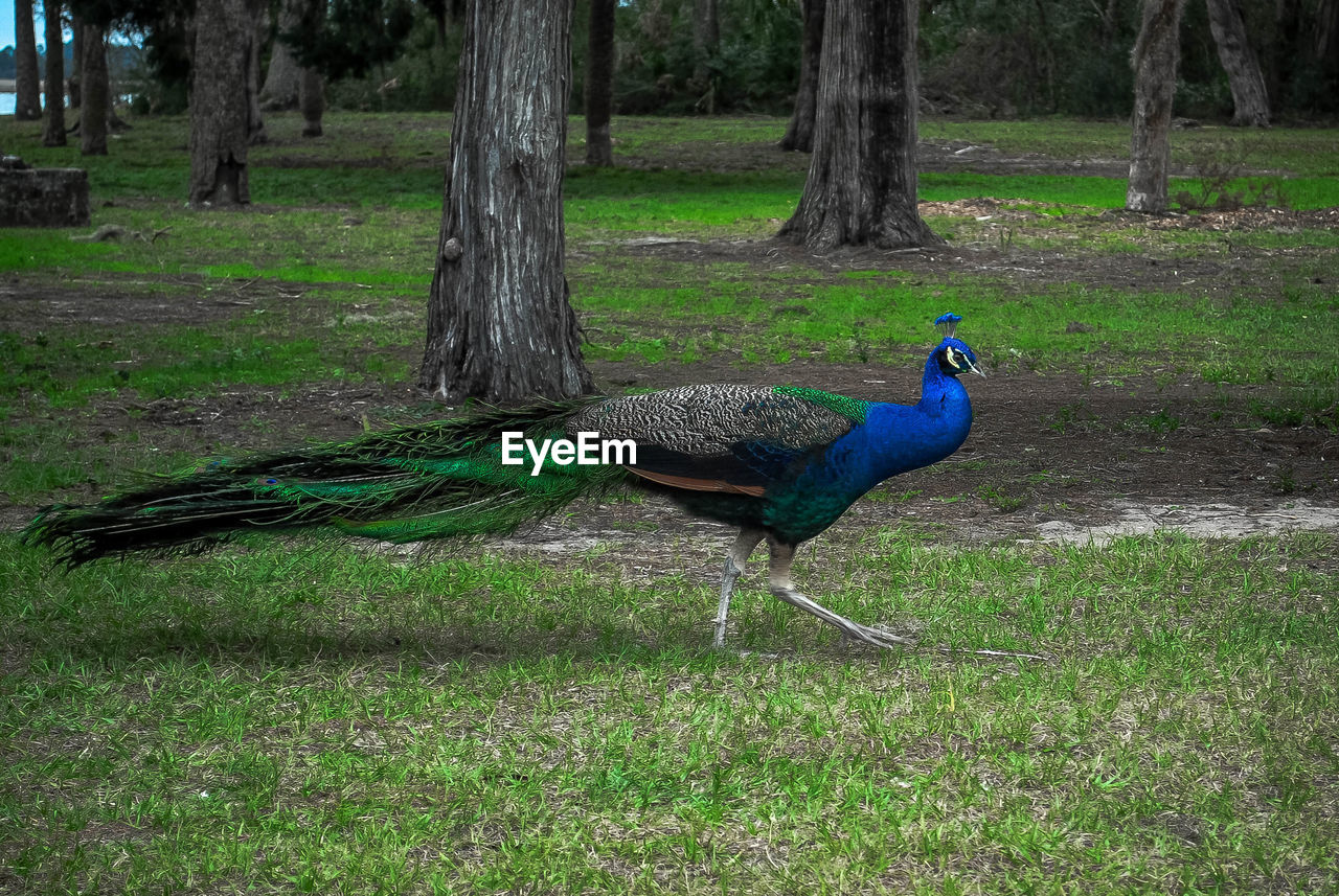 Peacock on field