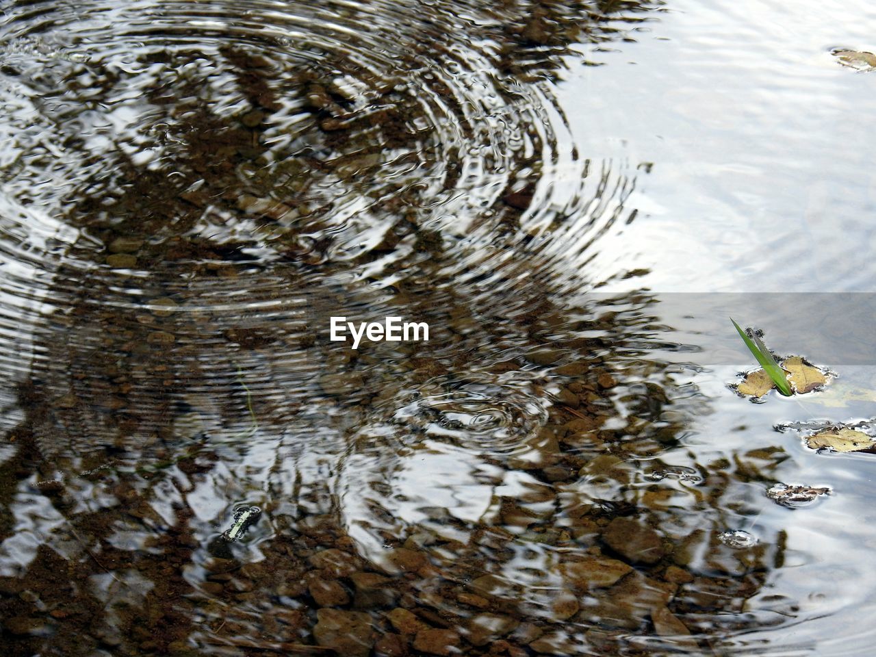 REFLECTION OF TREES IN WATER